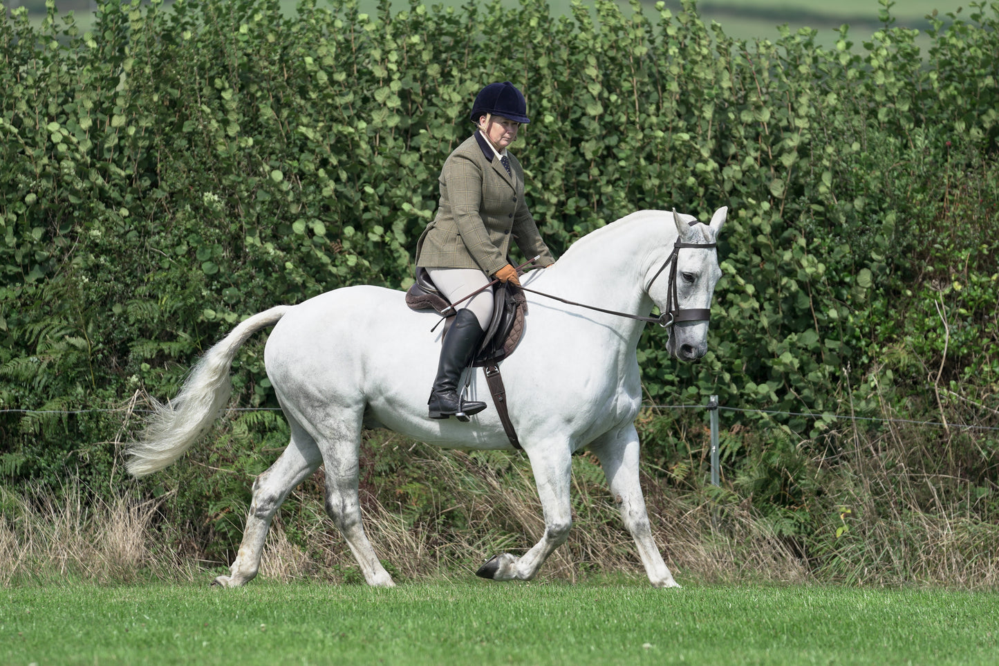 lanlivery show jumping rings part 2