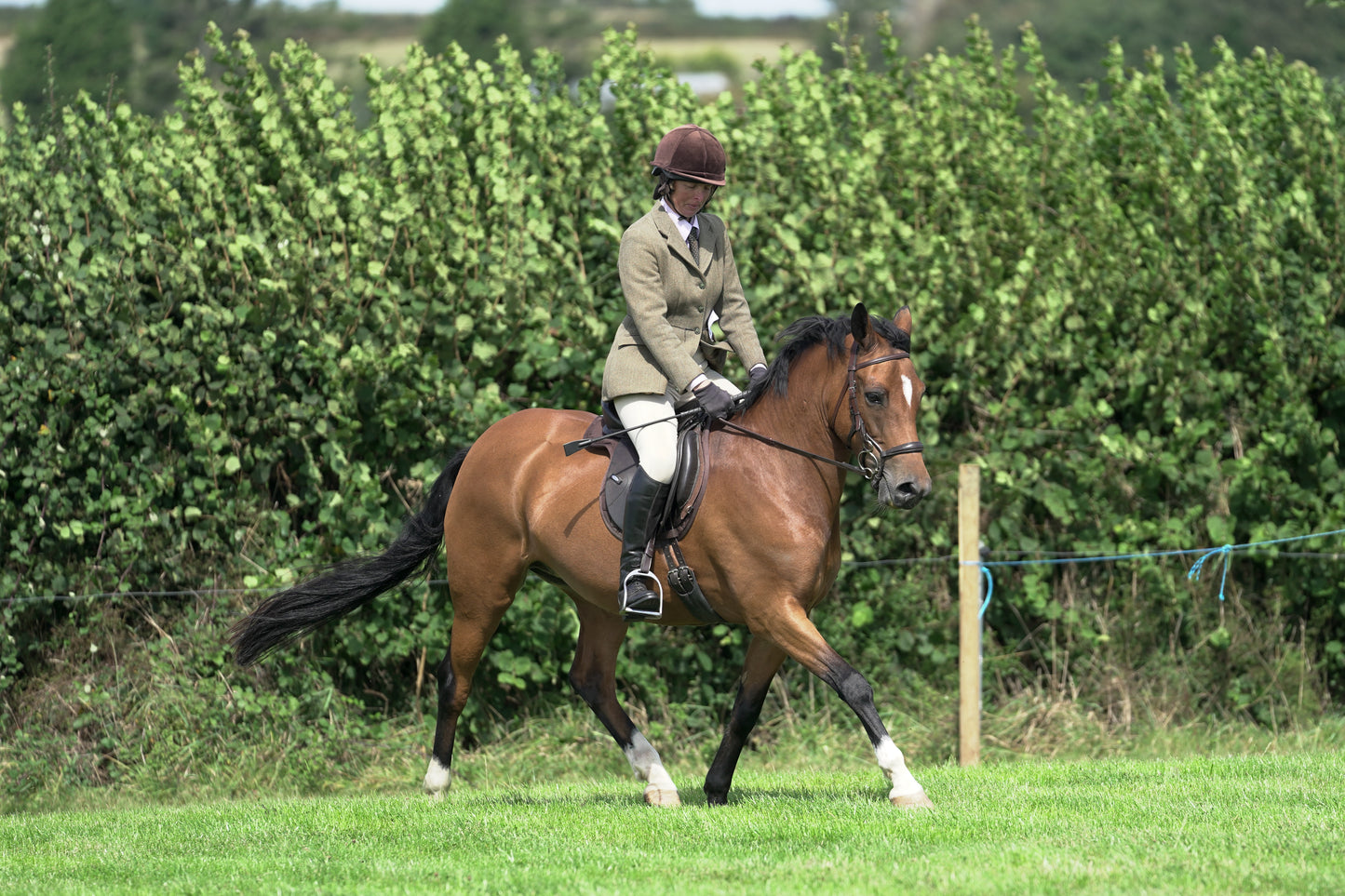 lanlivery show jumping rings part 2