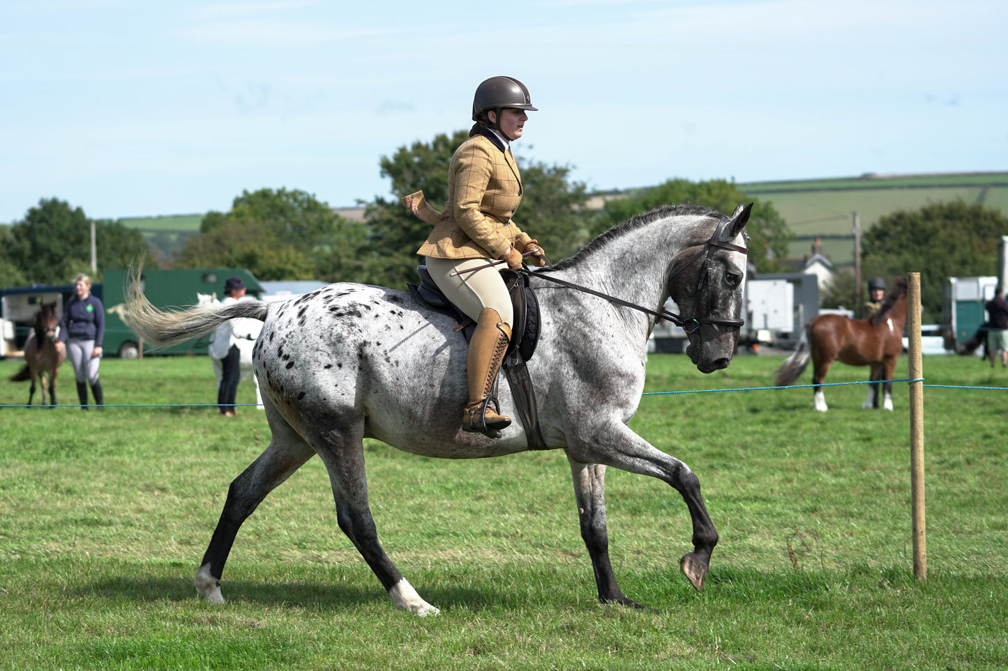 lanlivery show jumping rings part 2