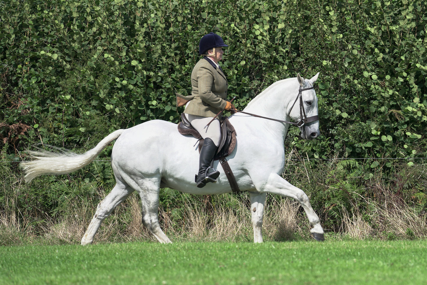 lanlivery show jumping rings part 2