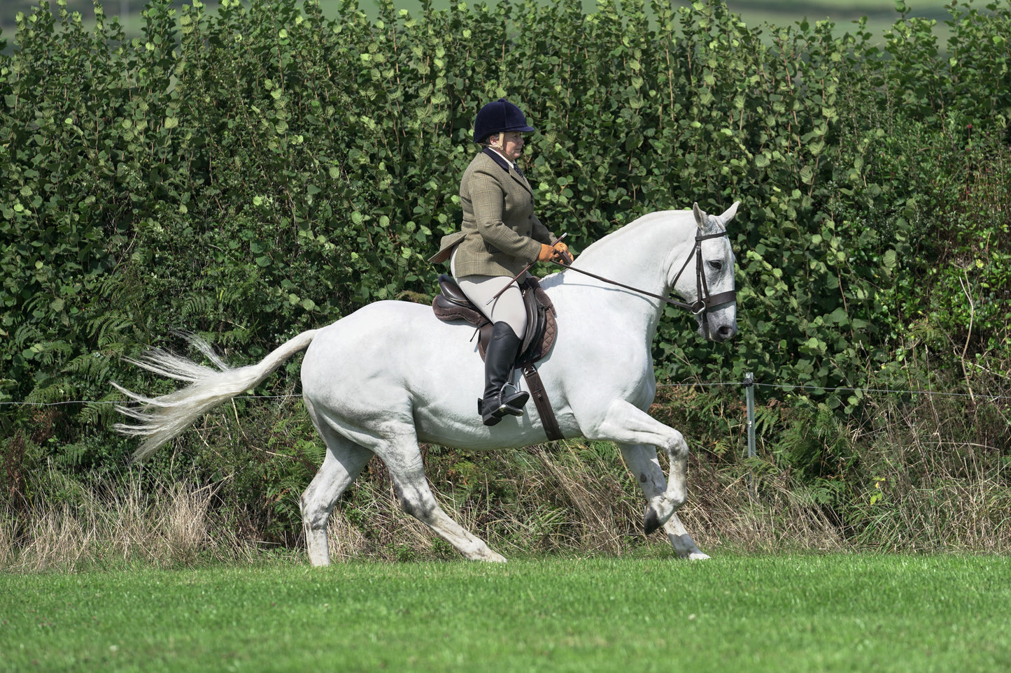 lanlivery show jumping rings part 2
