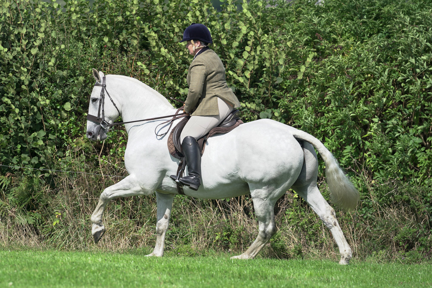 lanlivery show jumping rings part 2