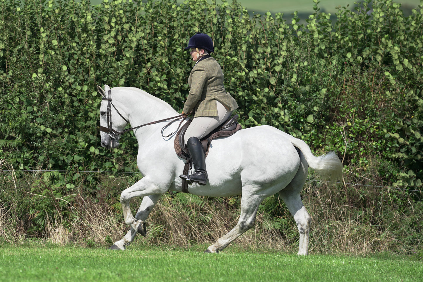 lanlivery show jumping rings part 2
