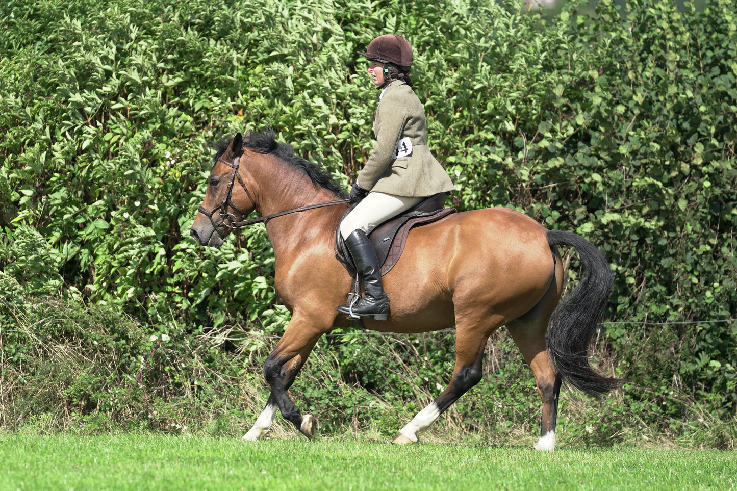 lanlivery show jumping rings part 2