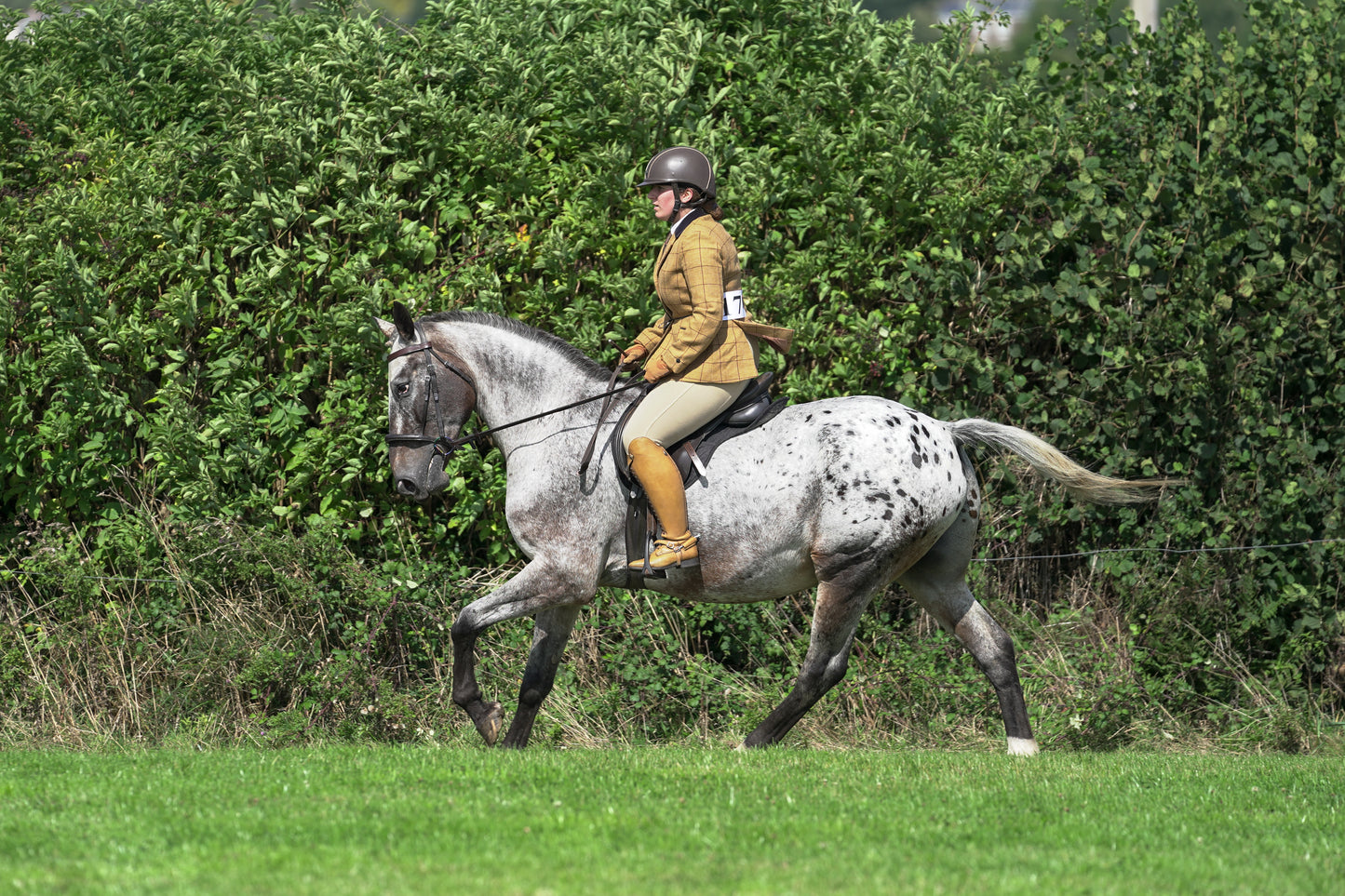 lanlivery show jumping rings part 2