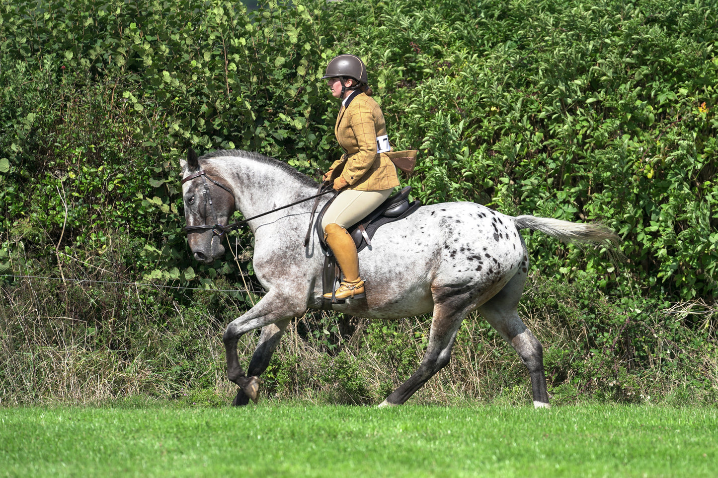 lanlivery show jumping rings part 2