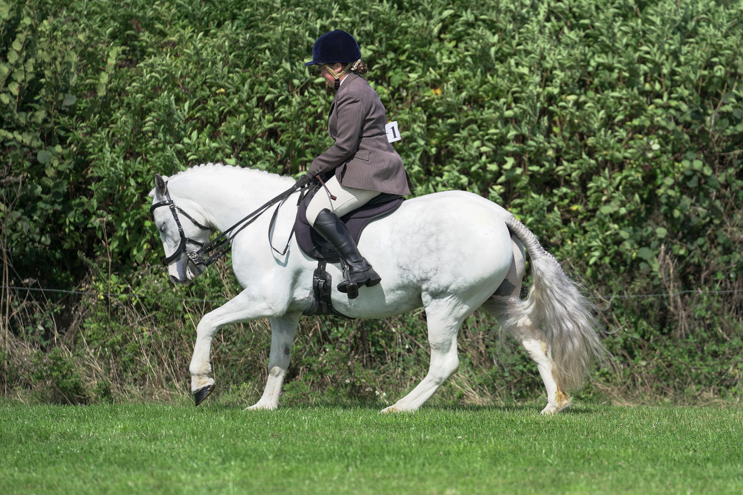 lanlivery show jumping rings part 3