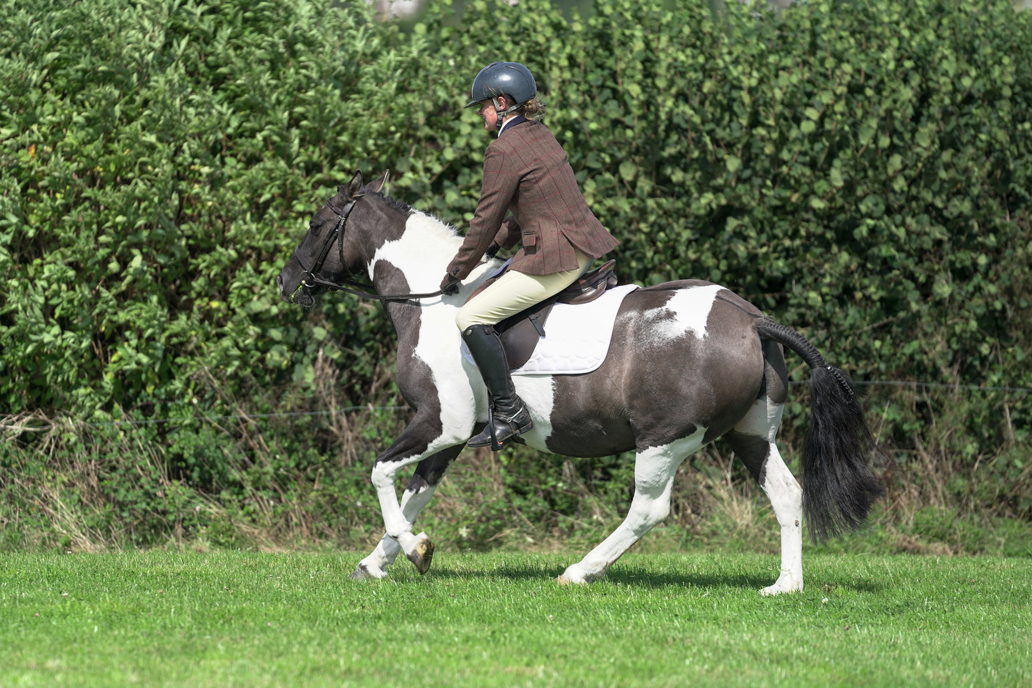 lanlivery show jumping rings part 3