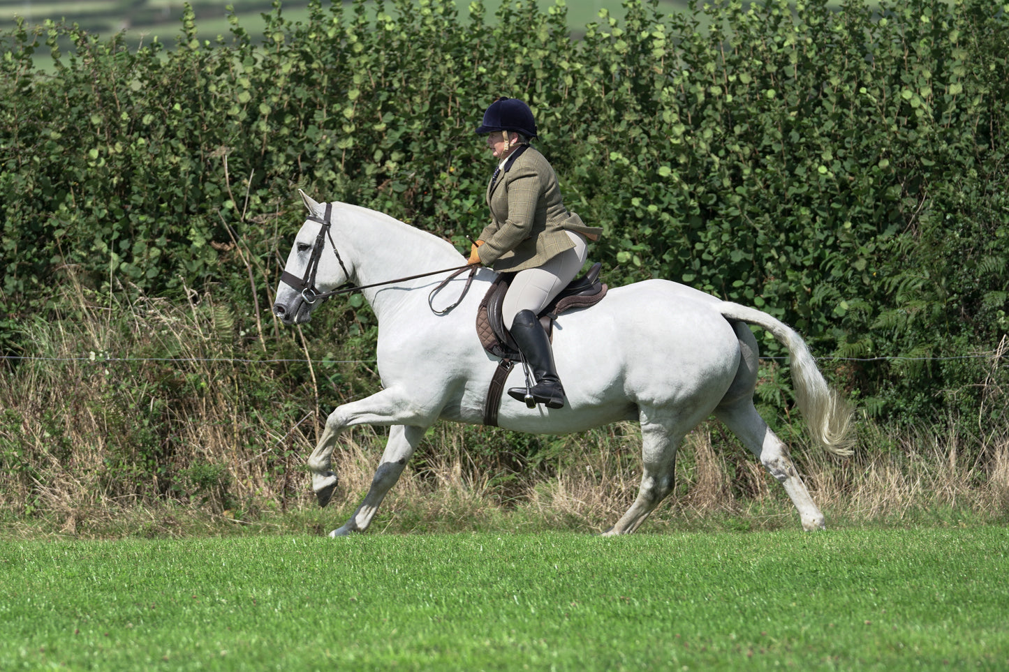 lanlivery show jumping rings part 3