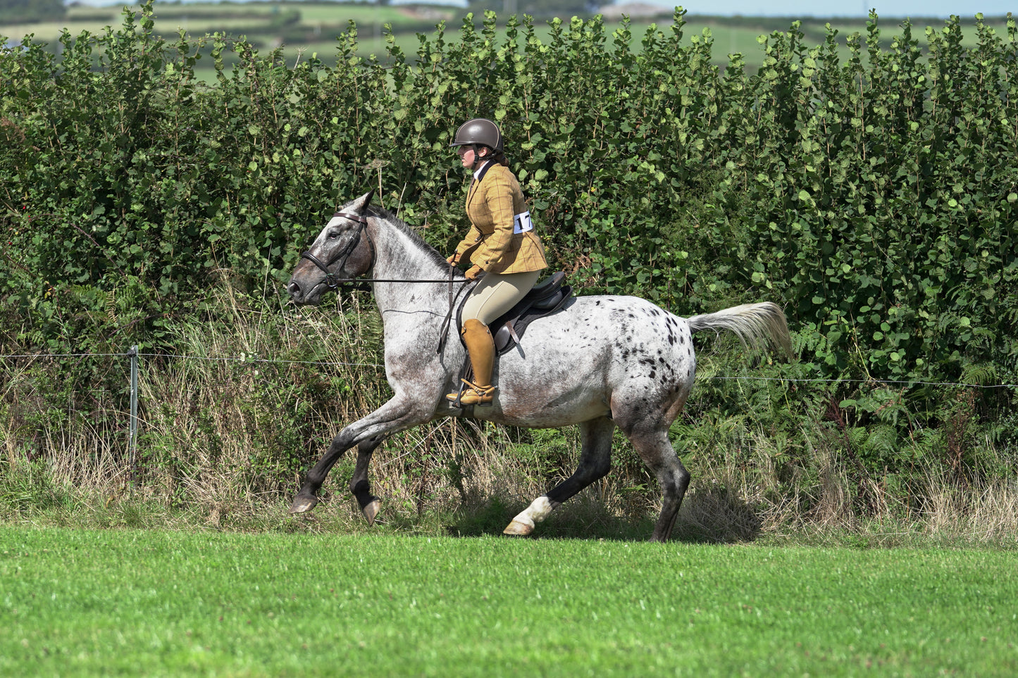 lanlivery show jumping rings part 3