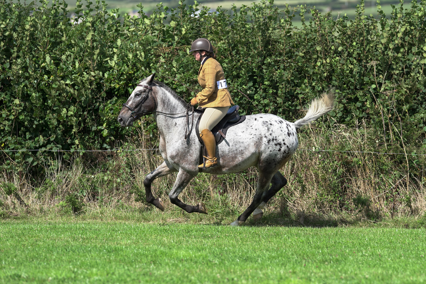lanlivery show jumping rings part 3