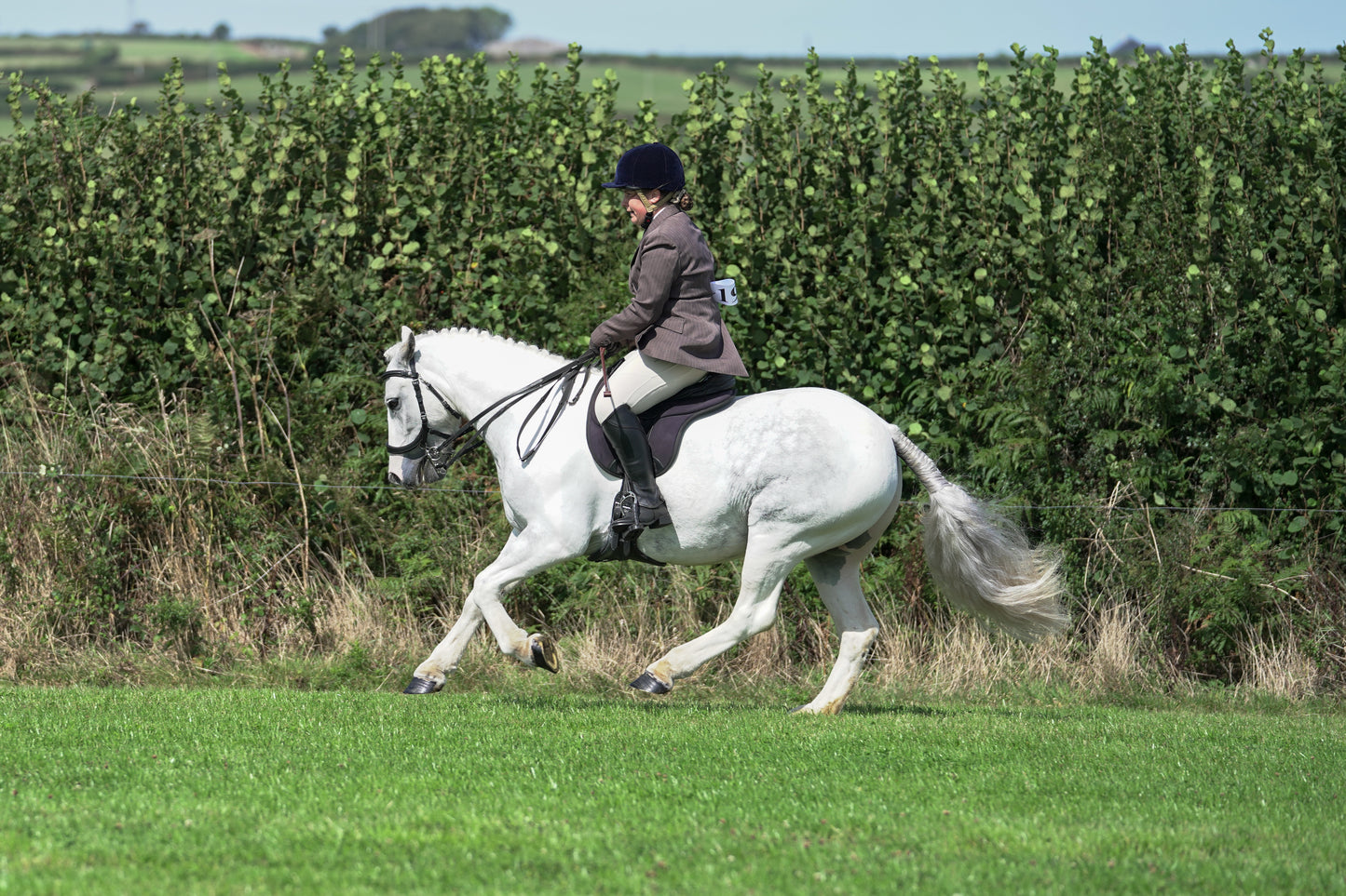 lanlivery show jumping rings part 3