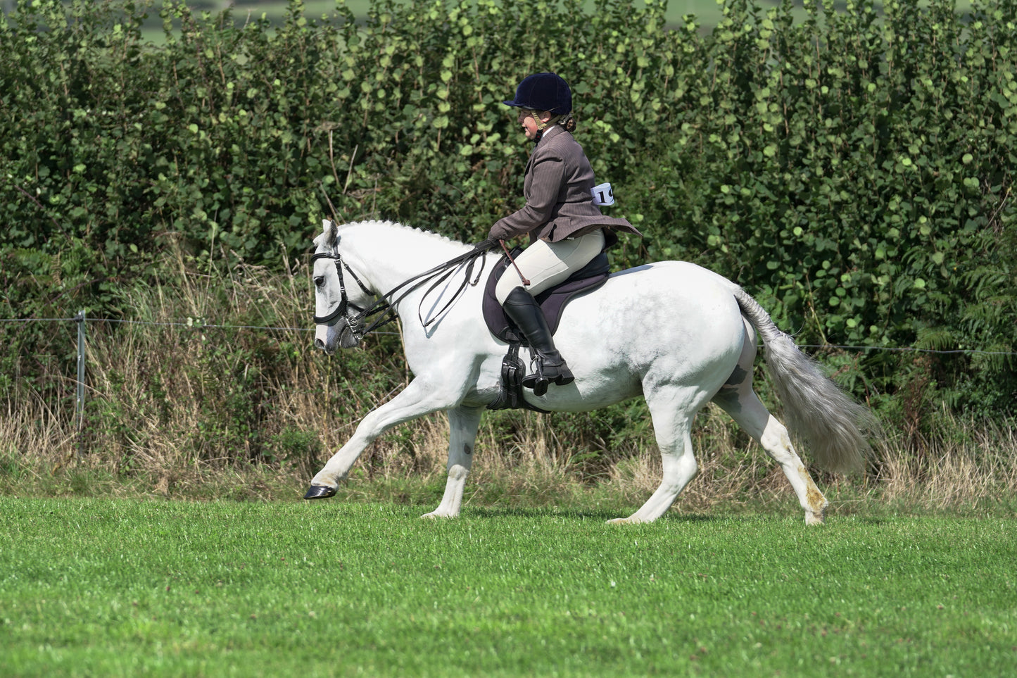 lanlivery show jumping rings part 3
