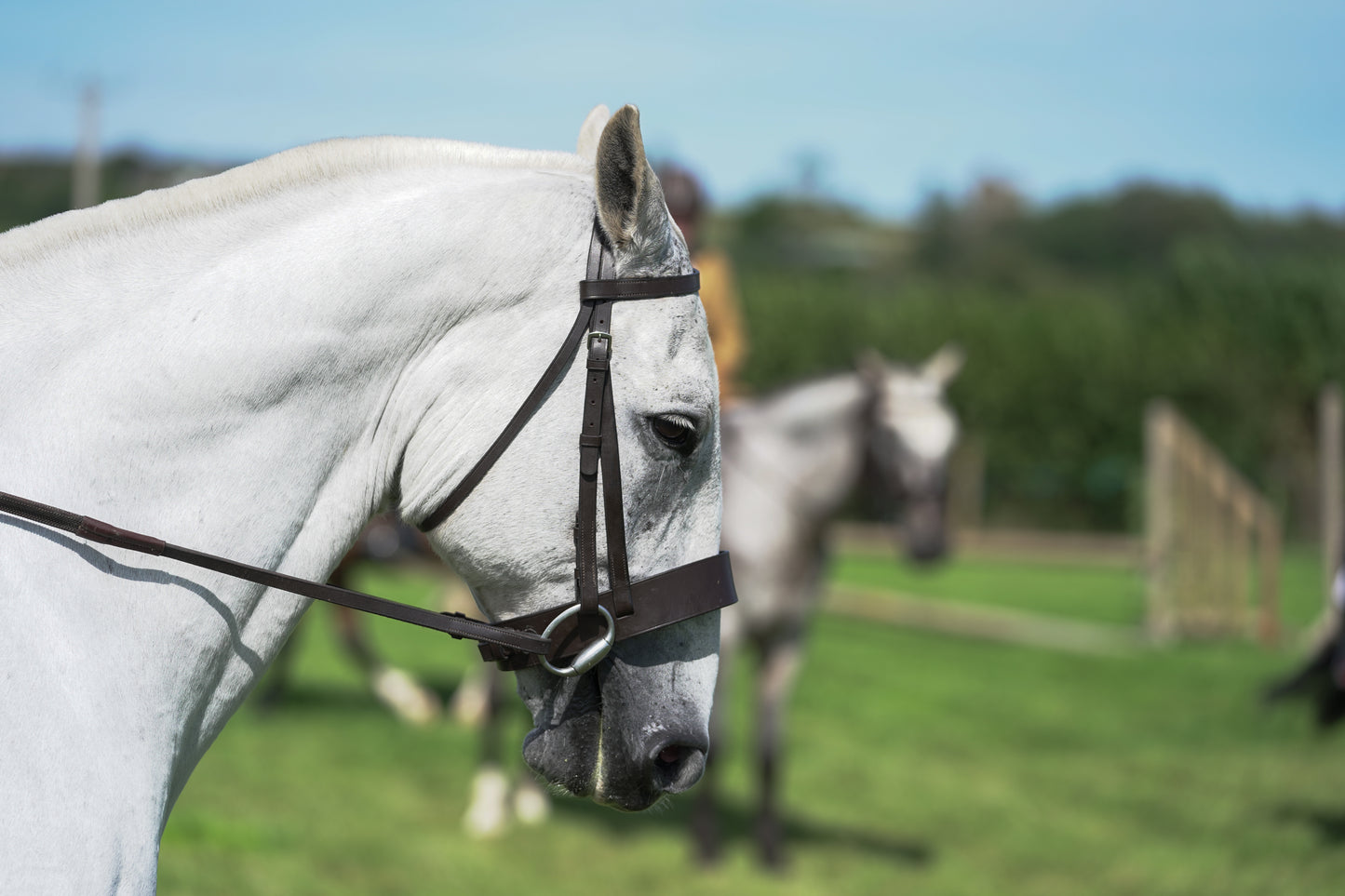 lanlivery show jumping rings part 3