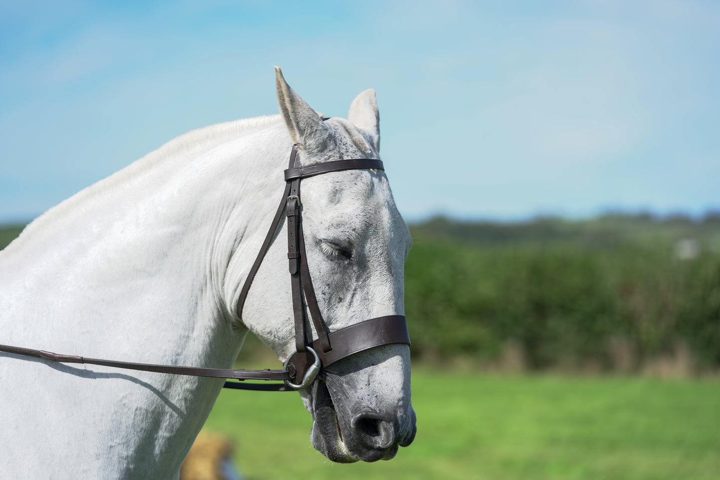 lanlivery show jumping rings part 3