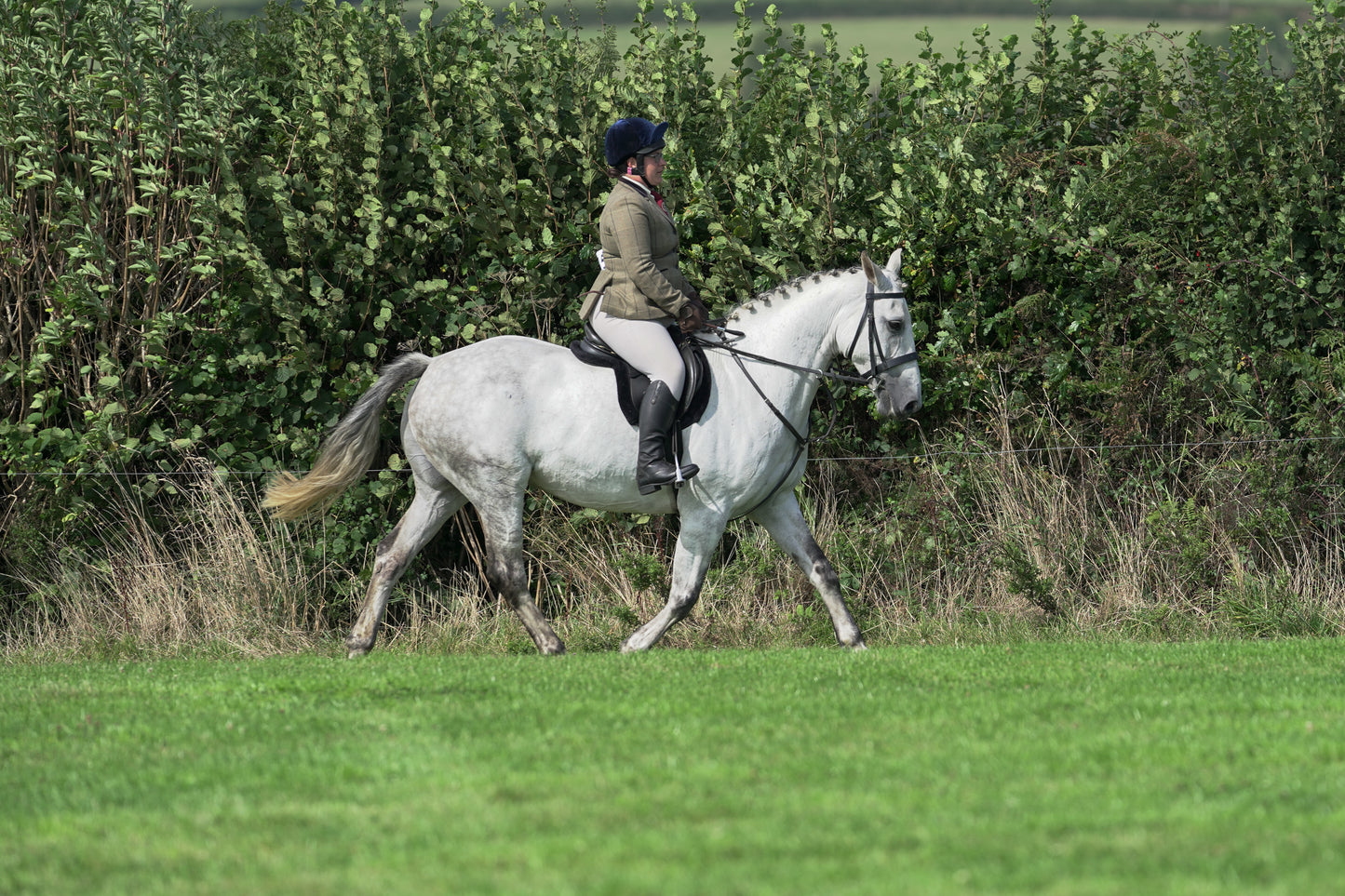 lanlivery show jumping rings part 3