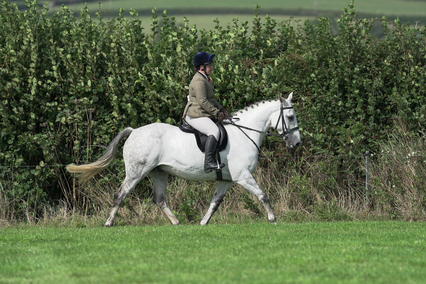 lanlivery show jumping rings part 3