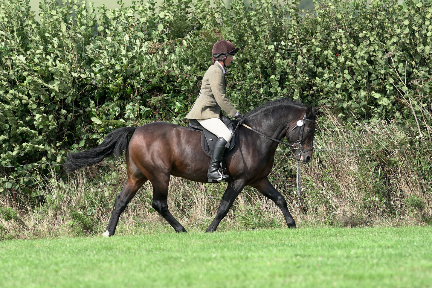 lanlivery show jumping rings part 3