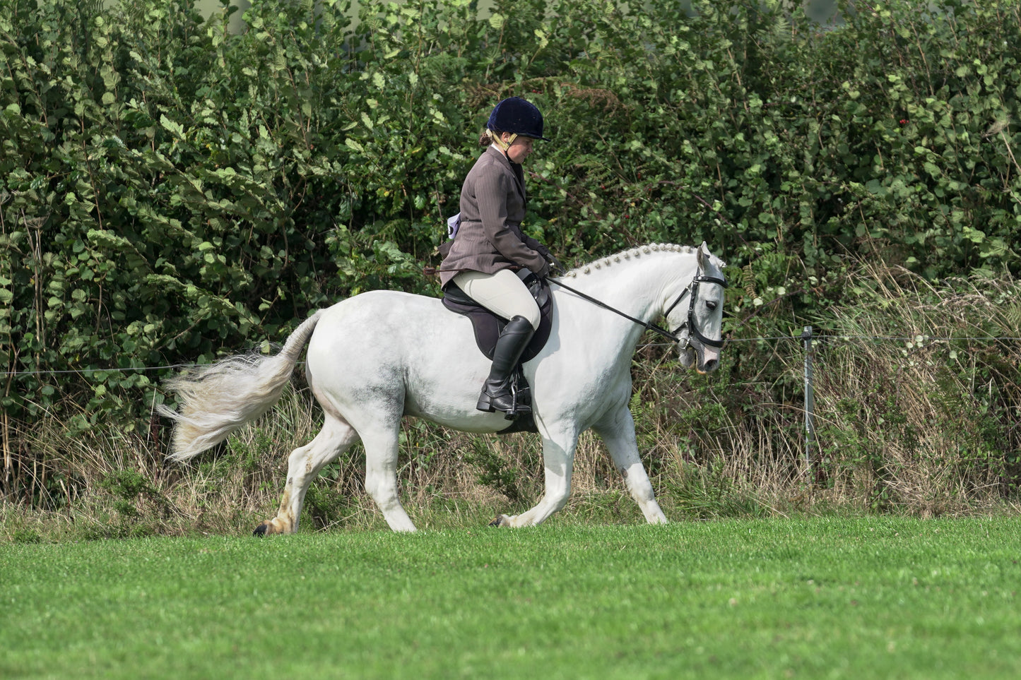 lanlivery show jumping rings part 3