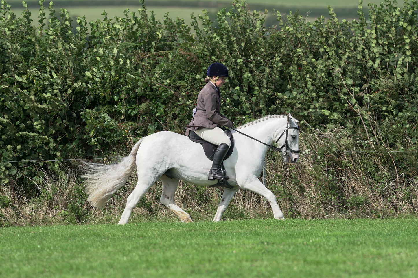 lanlivery show jumping rings part 3