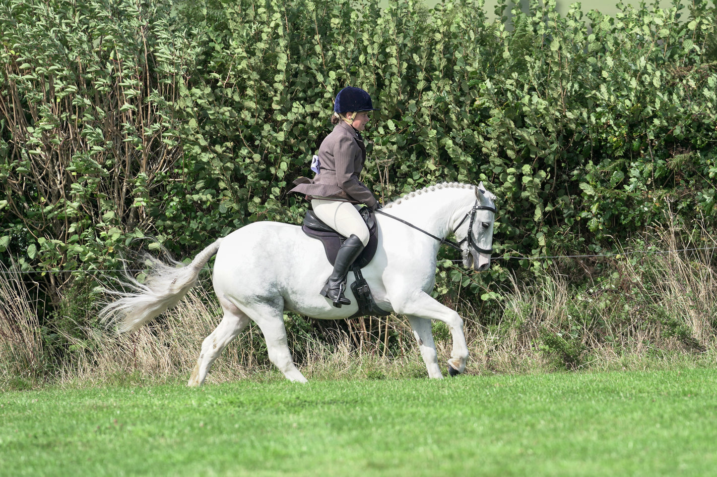 lanlivery show jumping rings part 3
