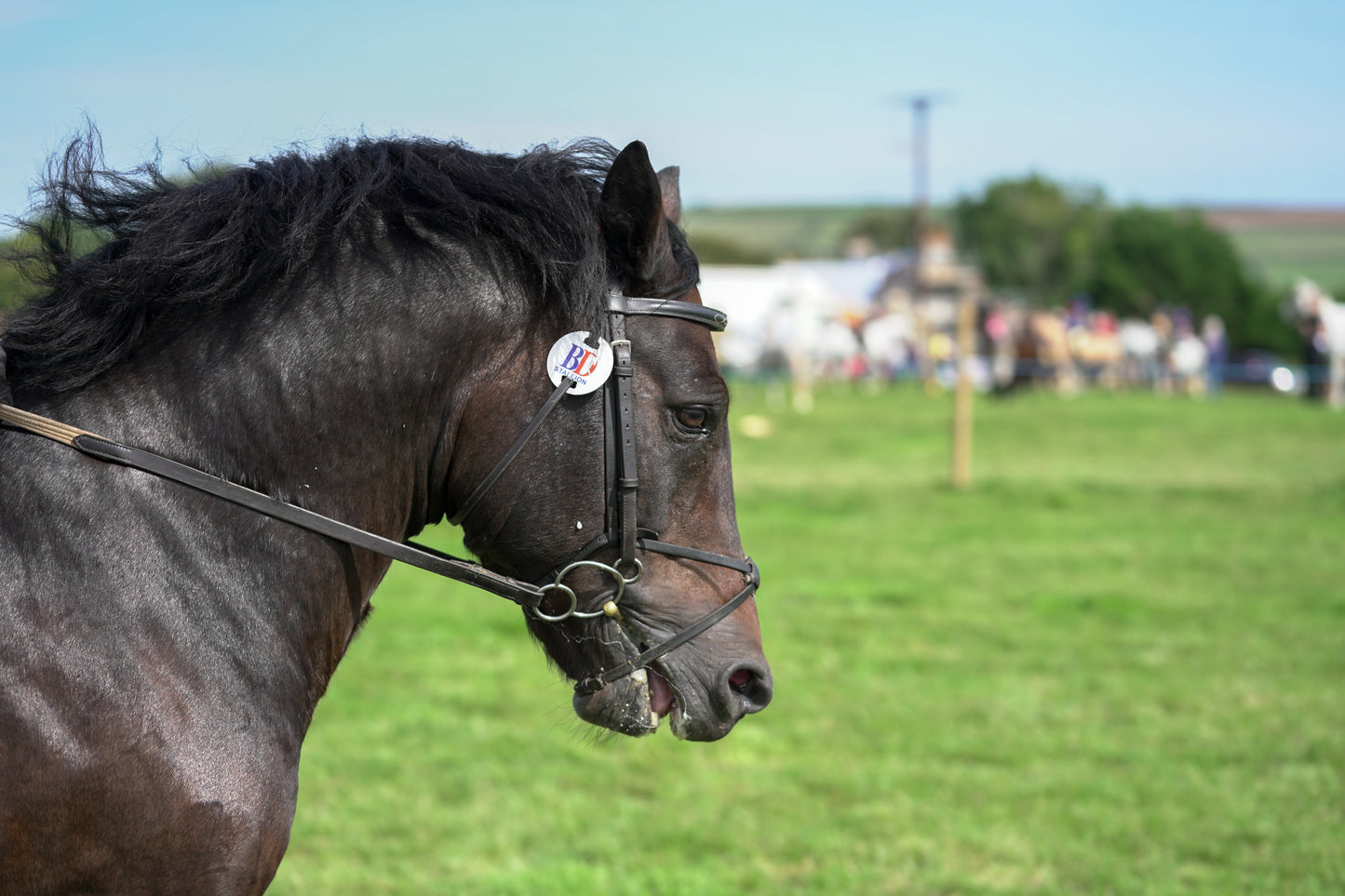lanlivery show jumping rings part 3