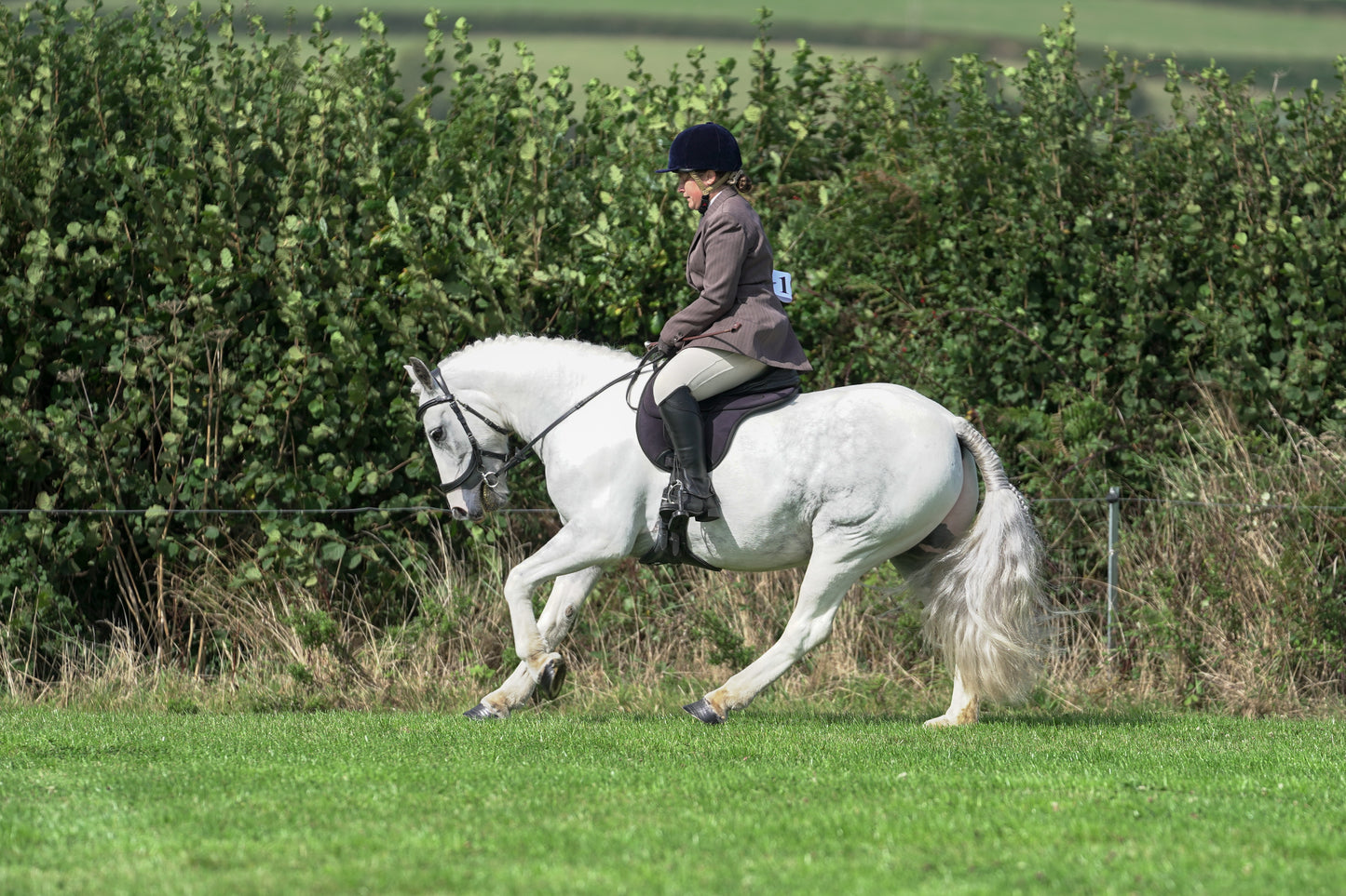 lanlivery show jumping rings part 3