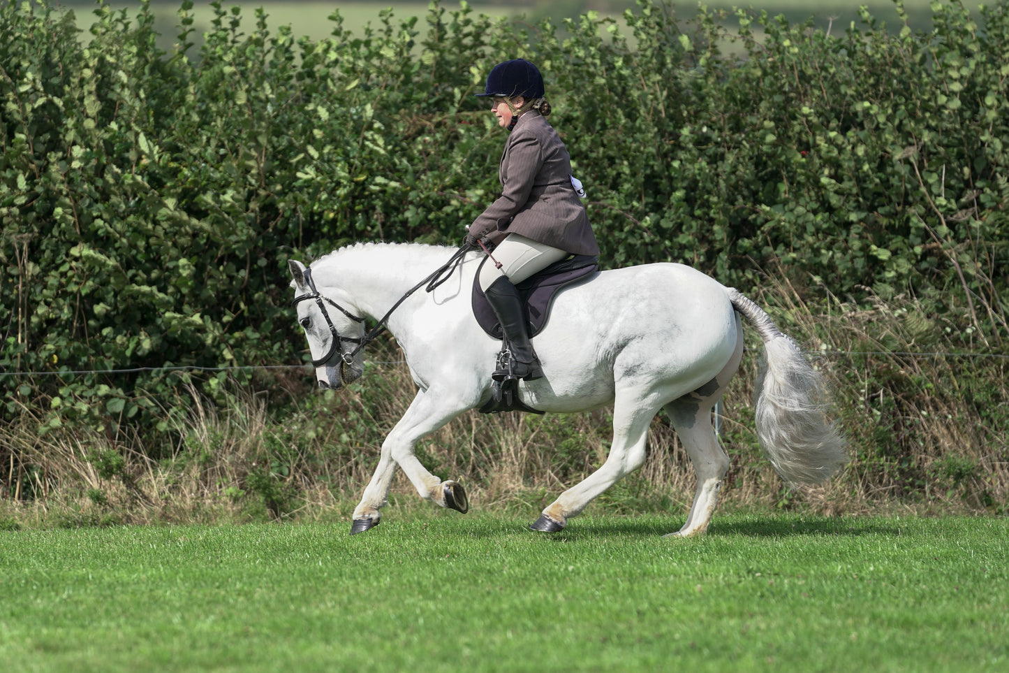 lanlivery show jumping rings part 3