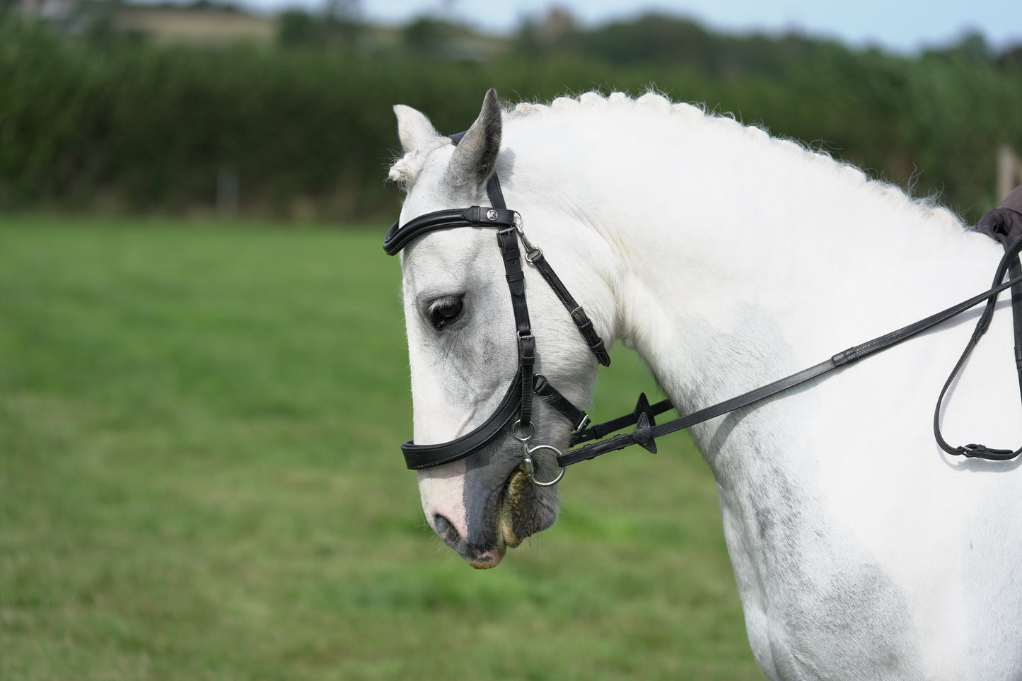 lanlivery show jumping rings part 3