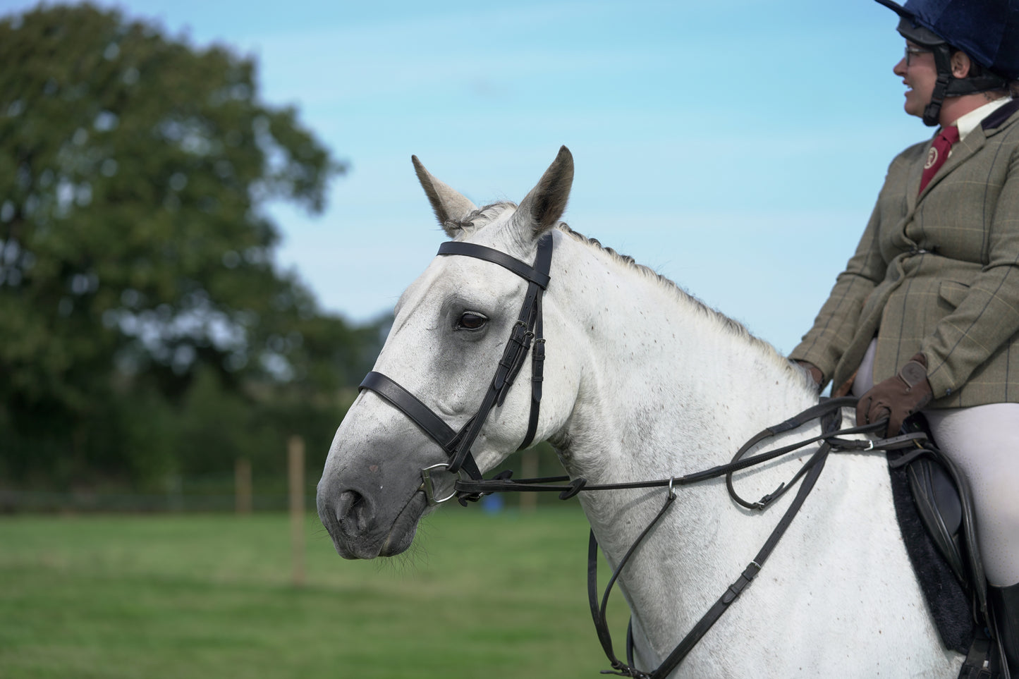 lanlivery show jumping rings part 3