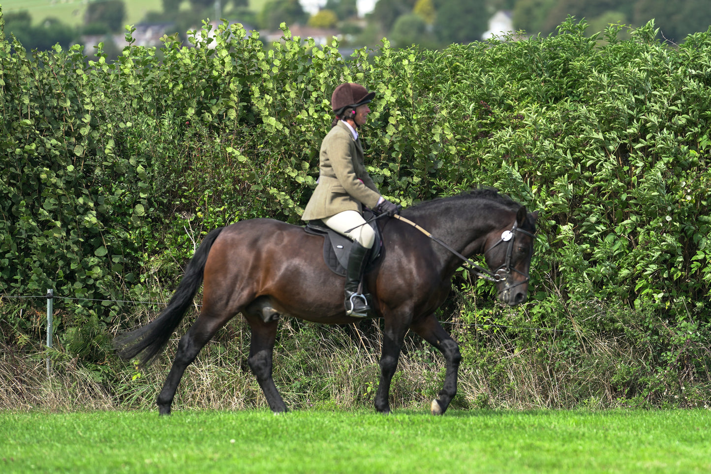 lanlivery show jumping rings part 3