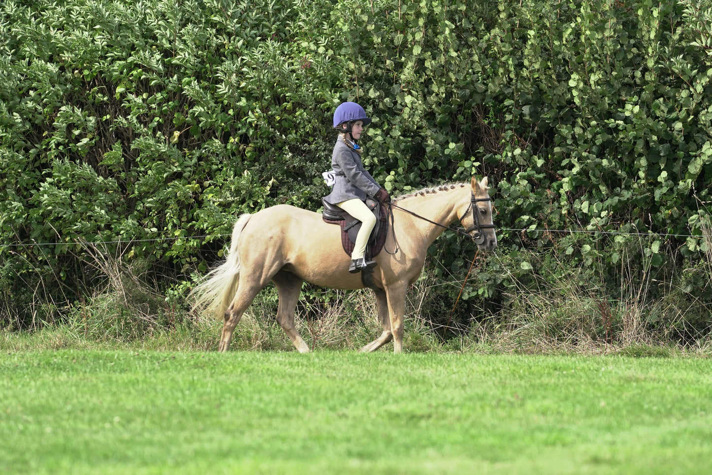 lanlivery show jumping rings part 3