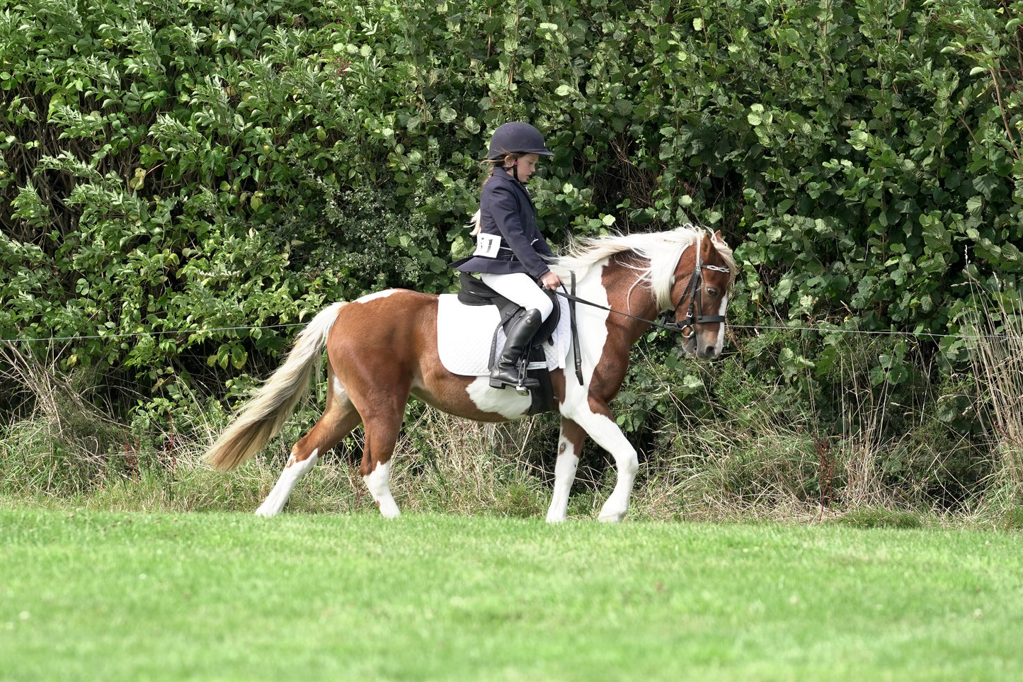 lanlivery show jumping rings part 3