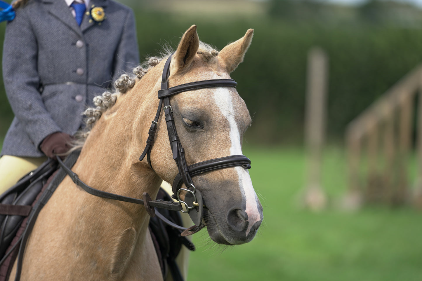 lanlivery show jumping rings part 3