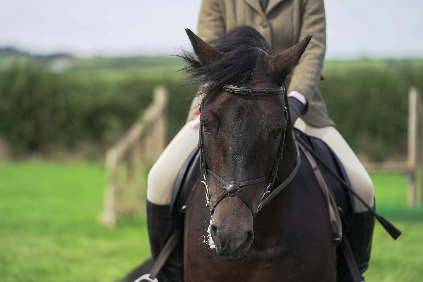 lanlivery show jumping rings part 3