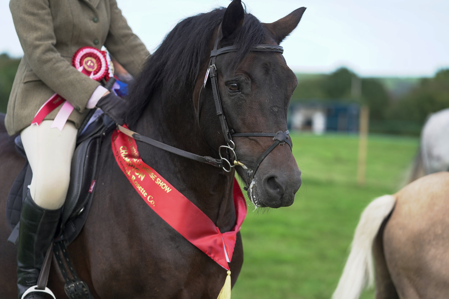 lanlivery show jumping rings part 3
