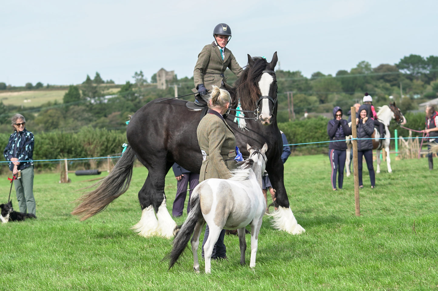 lanlivery show jumping rings part 3