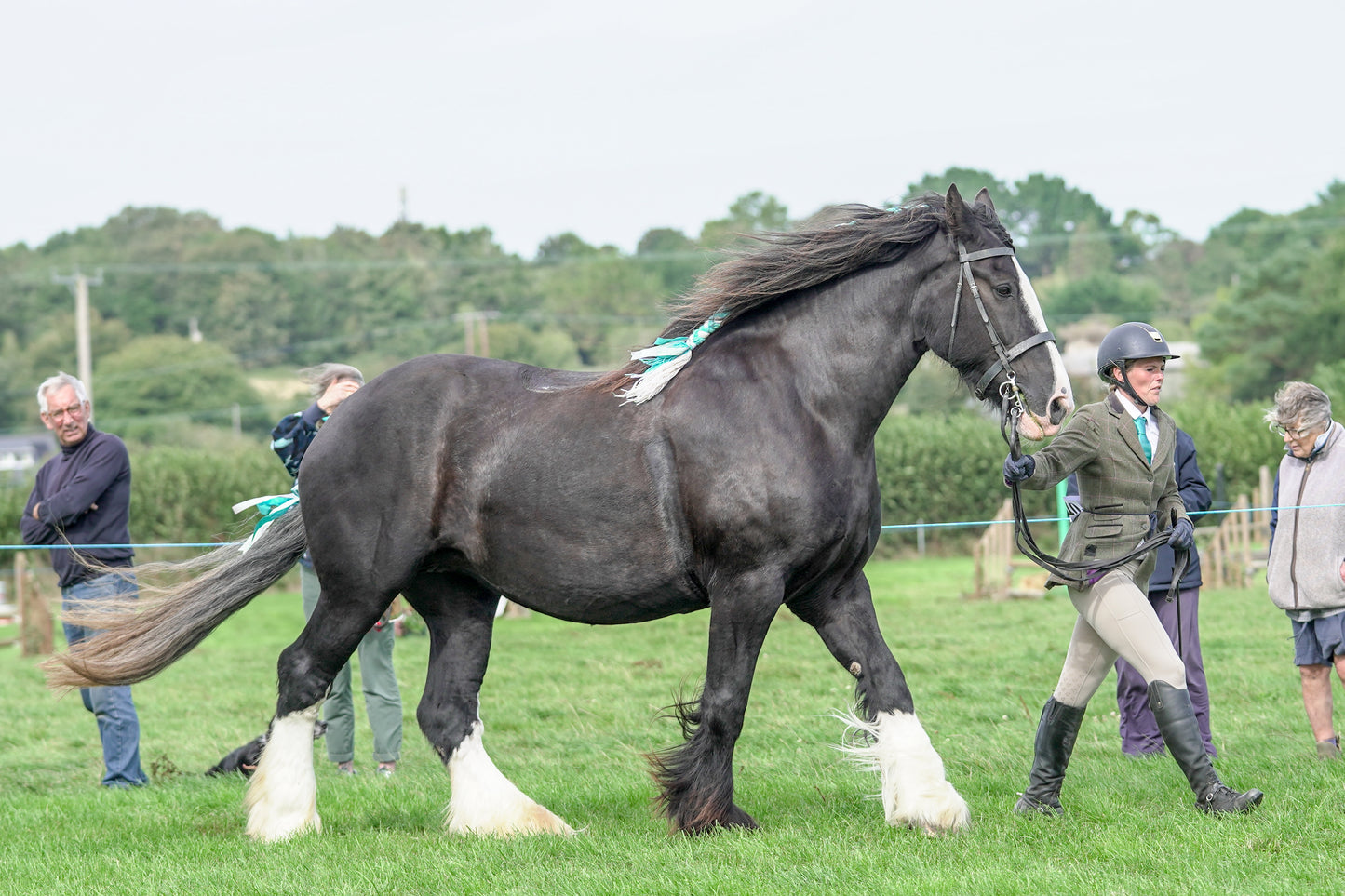 lanlivery show jumping rings part 4