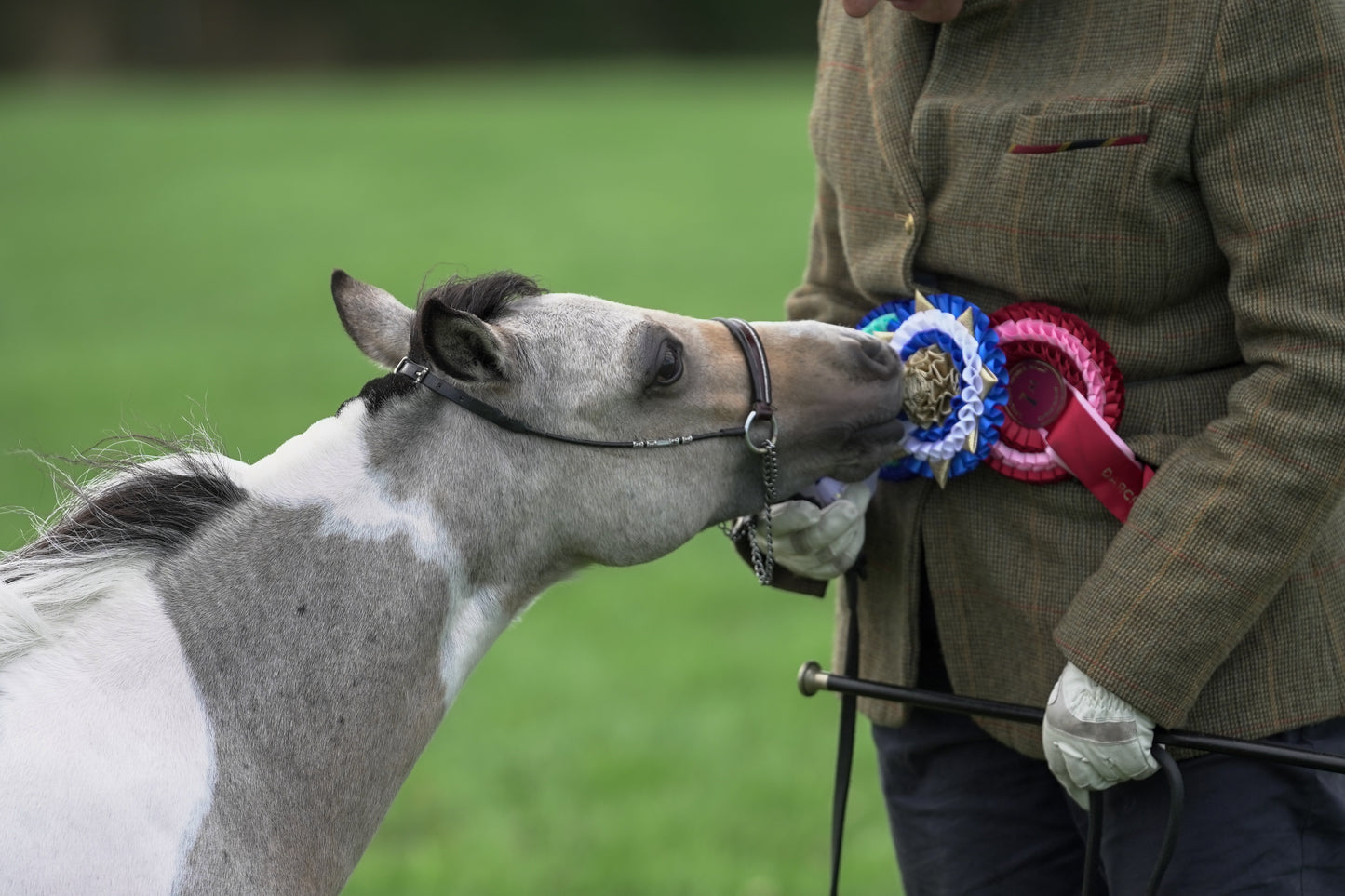 lanlivery show jumping rings part 4