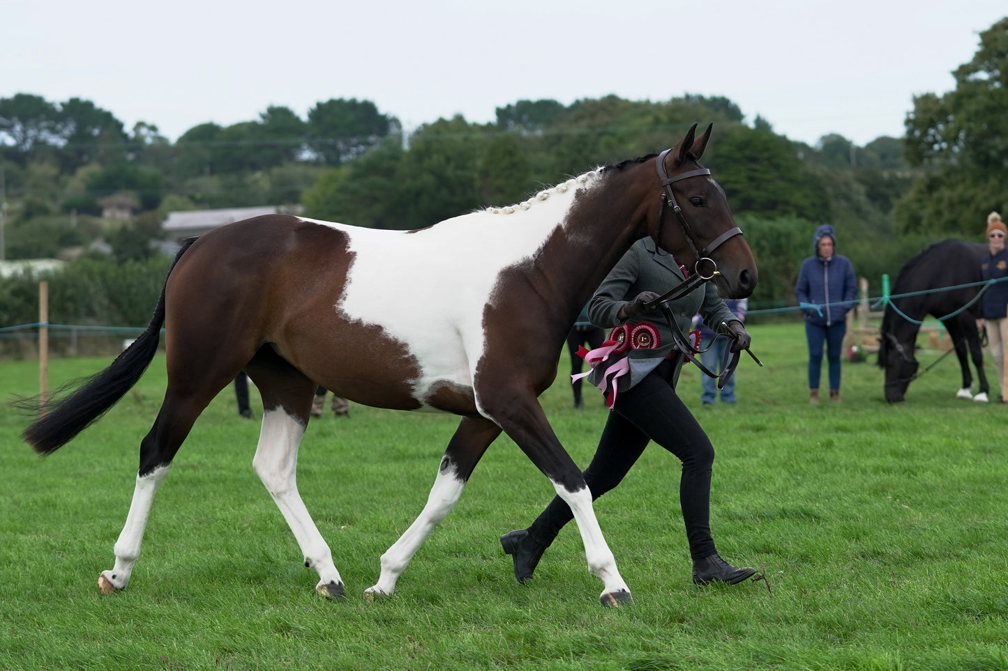 lanlivery show jumping rings part 4