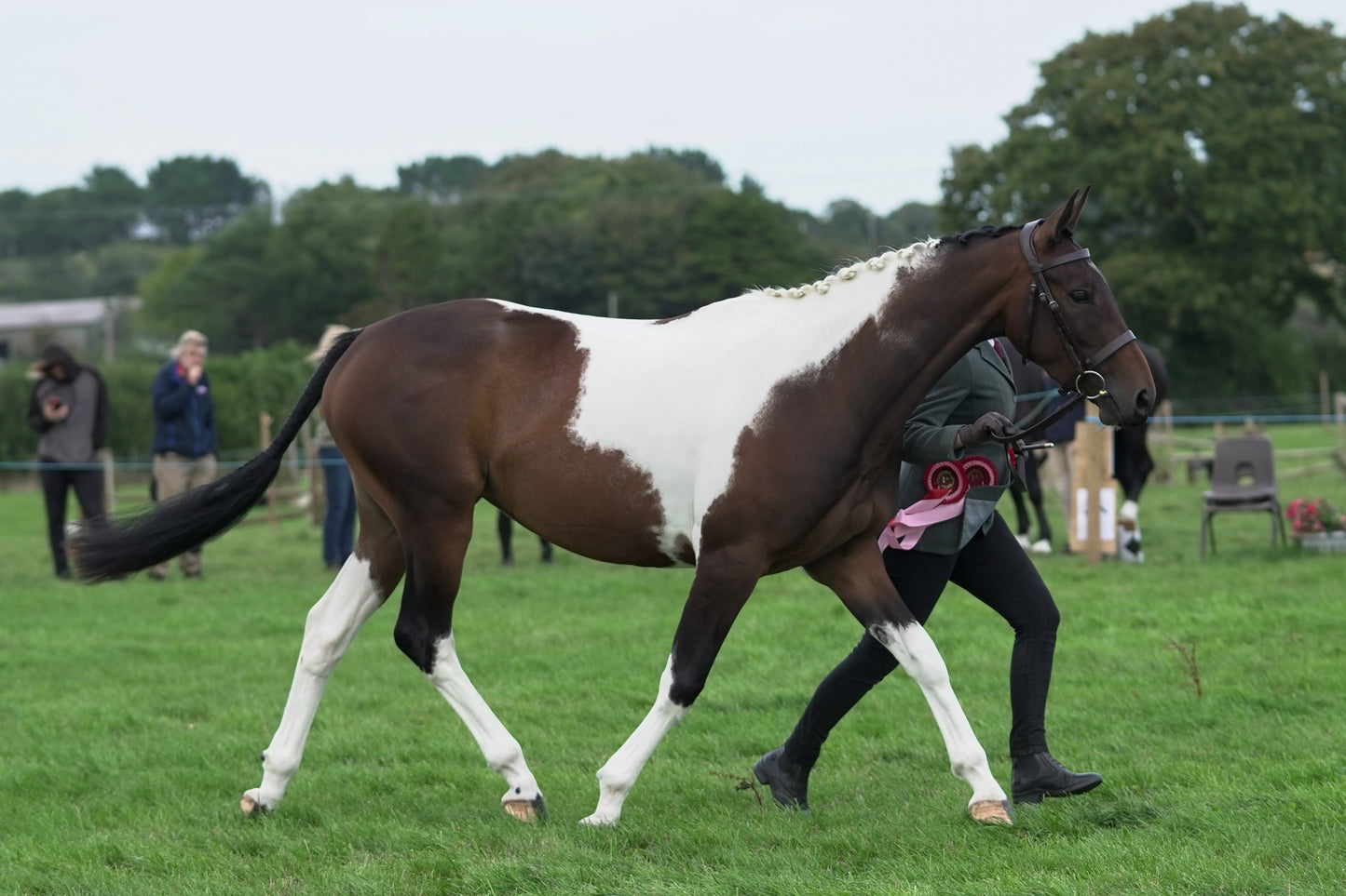 lanlivery show jumping rings part 4