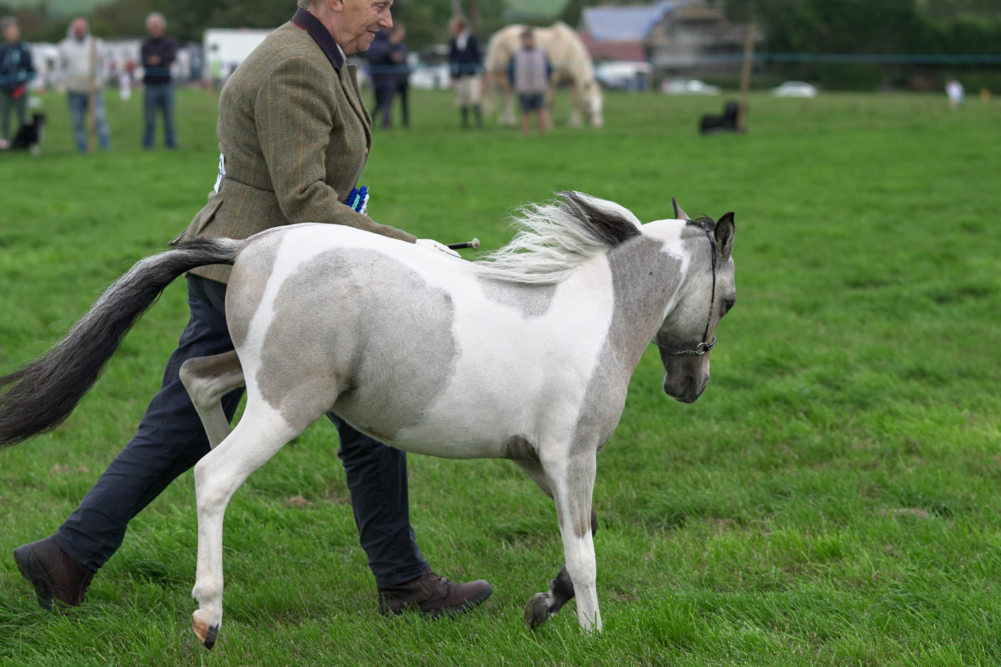 lanlivery show jumping rings part 4