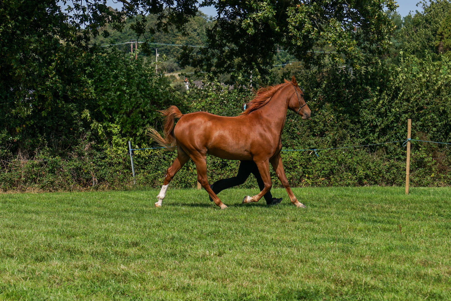lanlivery show in hand part 4