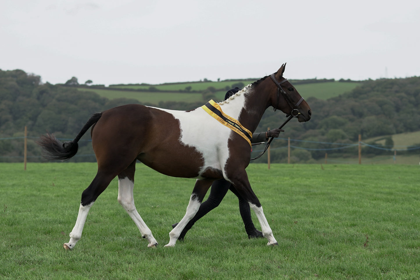 lanlivery show jumping rings part 4