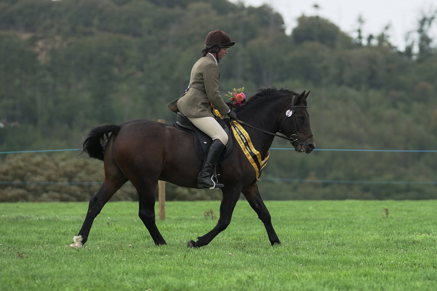 lanlivery show jumping rings part 4
