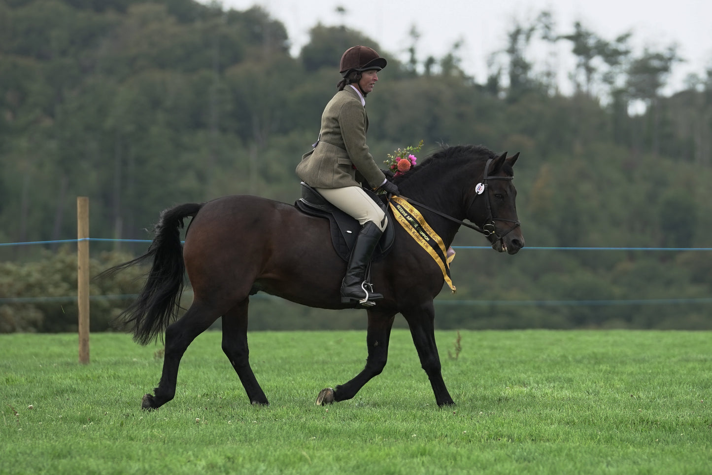 lanlivery show jumping rings part 4