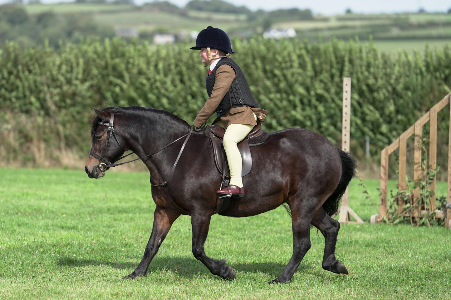 lanlivery show jumping rings part 1