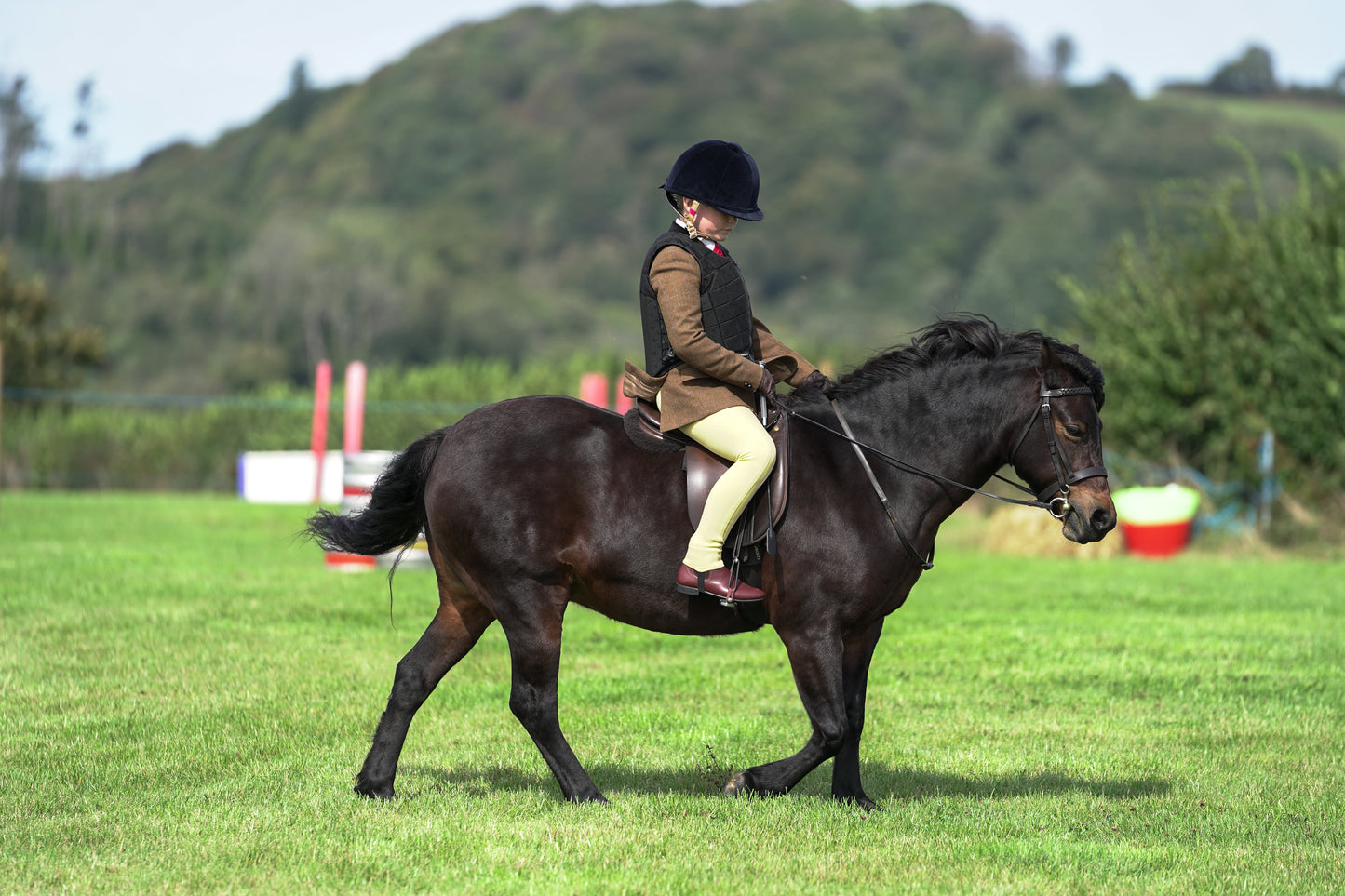 lanlivery show jumping rings part 1