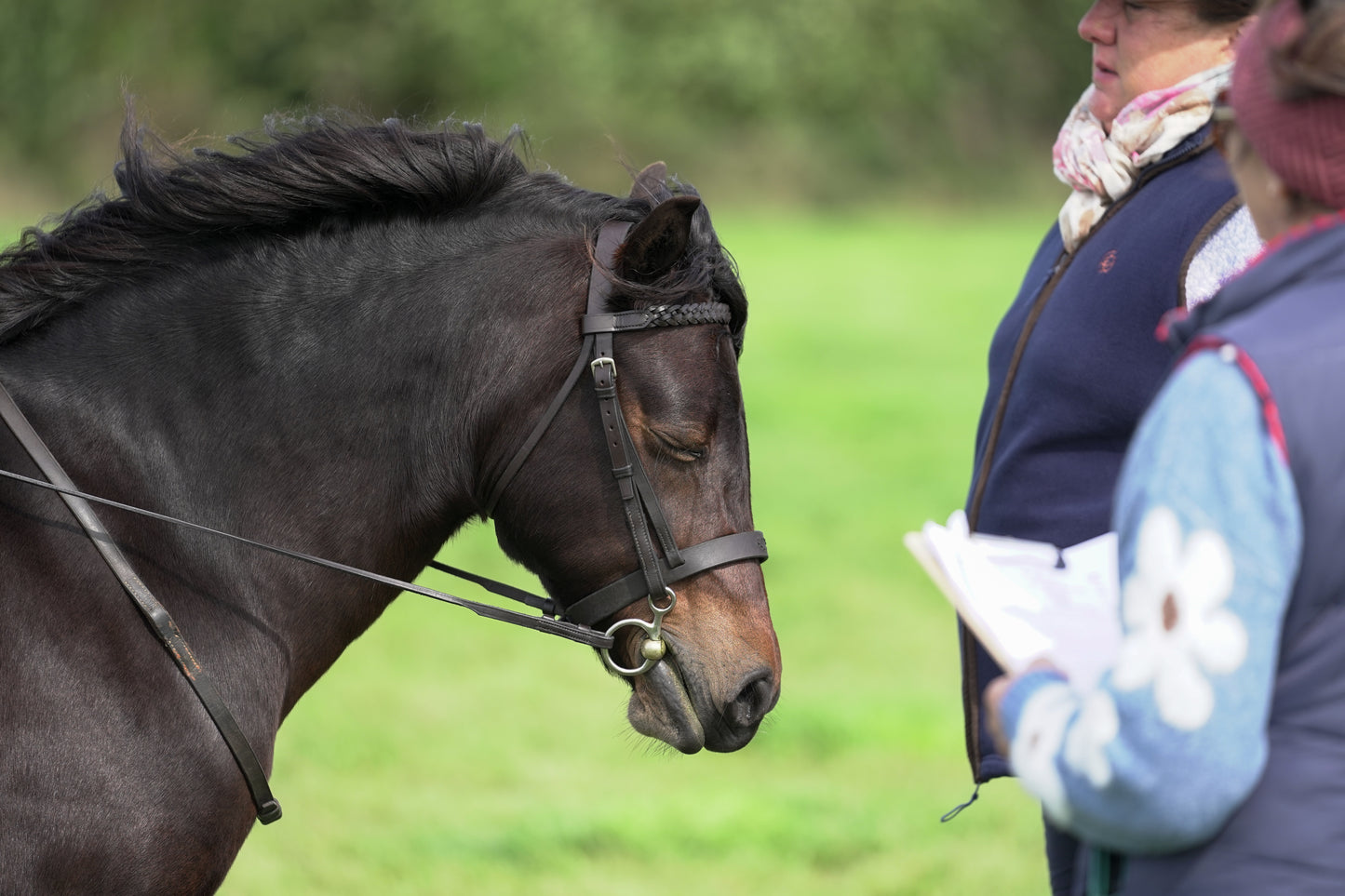 lanlivery show jumping rings part 1