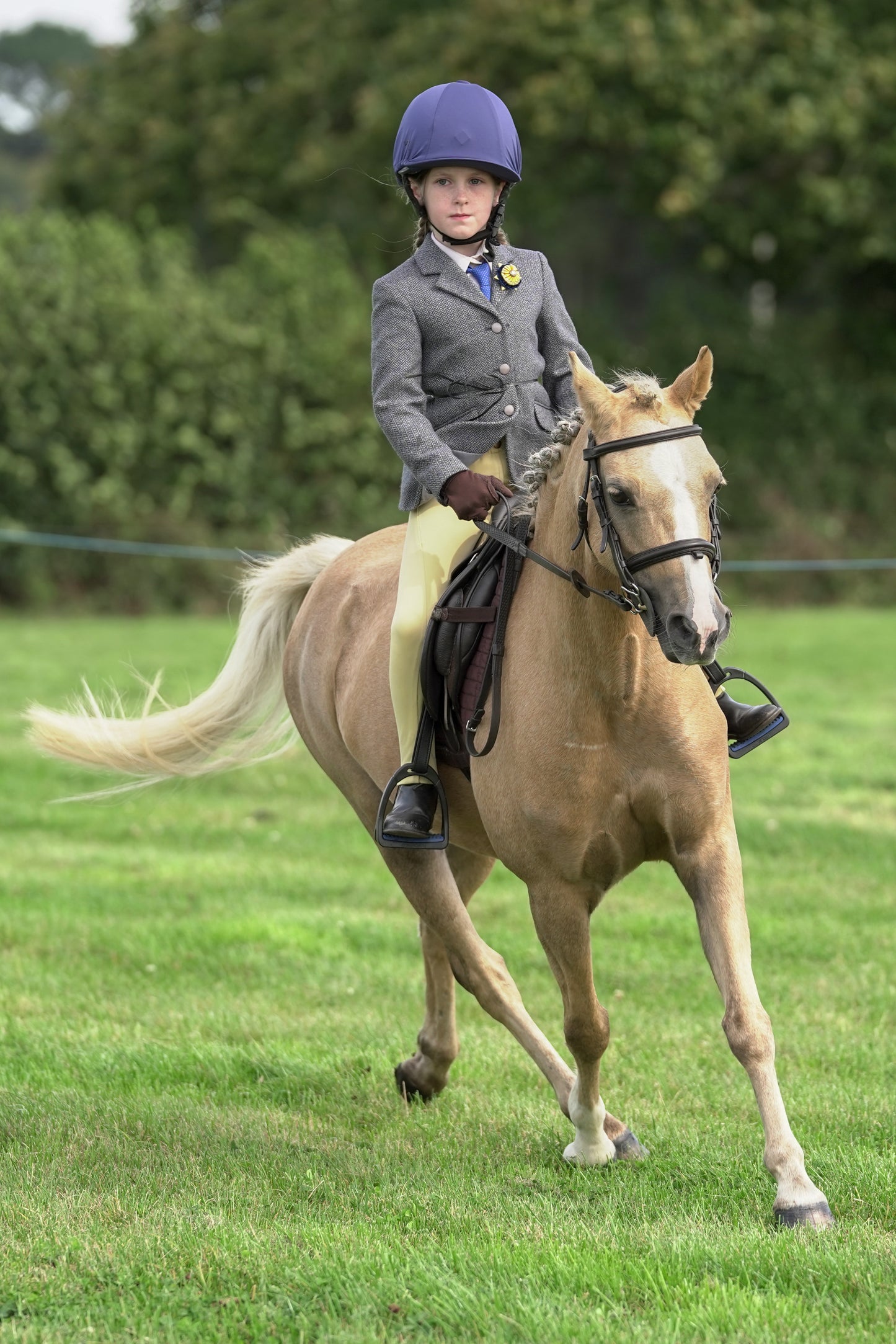 lanlivery show jumping rings part 1